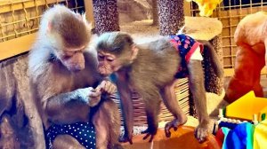 Каждый из гамадрилят нашел себе ИГРУШКУ, Степа-машинку, Тося-колечко, Маня-шарик, Люся-ВСЕ !!!