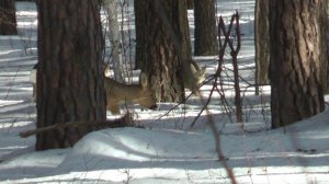 Дикая природа Урала. Косуля - 2026