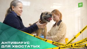 Антивирус для хвостатых. В Челябинске стартовала бесплатная выездная вакцинация от бешенства