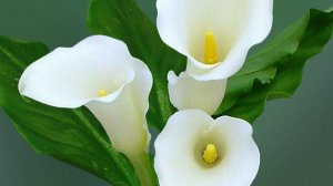 Японская девушка (Джой)Вольный перевод.