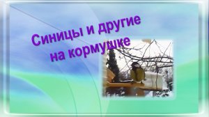 Синицы и другие