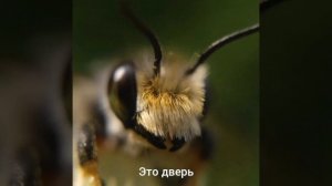 это дверь...