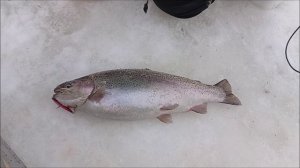 Хорошая активность форели в поимках форели до запуска.  Рыбалка на спорт зоне. Клёвое место