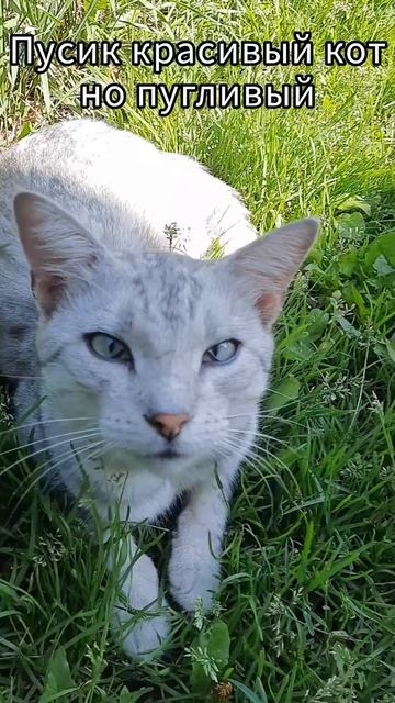 Животные.Сборник интересных моментов из жизни животных.Фильм9.Серия2.Часть2