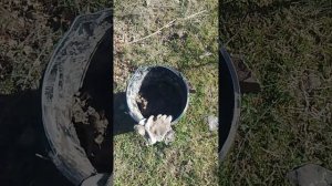 Крокус цветок горного Крыма. На нём летают наши пчёлы и собирают нектар.