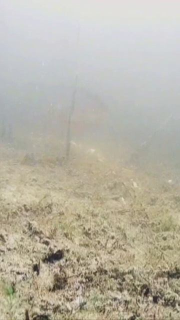 Щука и краснопёрка весной. / Pike and rudd in spring. #shorts