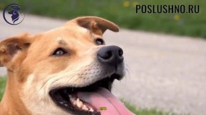 14 ОПАСНЫХ симптомов БОЛЕЗНИ СОБАКИ Не игнорируйте