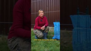 Покупаете киви в магазине? Вырастет у вас на участке! Как посадить актинидию и получать урожай