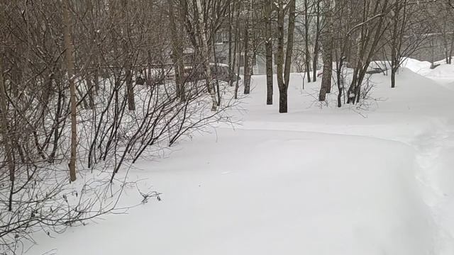 Половодье будет капитальное ...