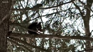 Кроме белок и показать нечего. 2 марта.mp4