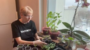 Весна пришла! Первая весенняя суббота и я как всегда вожусь со своими ростишками. Пересадка перца.