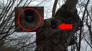 Самые страшные видео которые удалось снять Жуткого зверя