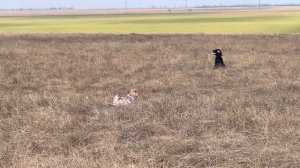 Норман и Black Fury. 02.03.26