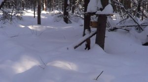 ЗАКРЫТИЕ КАПКАНОВ НА КУНИЦУ. Сезон 25-26год.