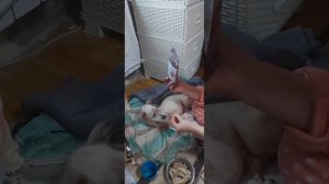 Полное видео завтрак Снежка