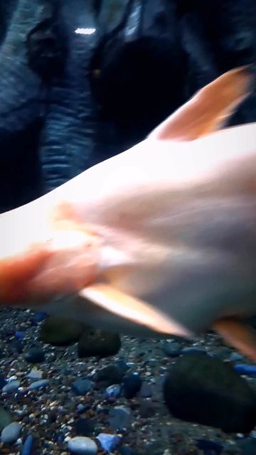 #ВЛЮБИЛСЯ С ПЕРВОГО ВЗГЛЯДА И ИЩУ ТЕБЯ