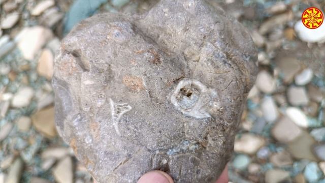 Нечто непонятное от 100 млн. лет застыло в камне 🔥🔥🔥