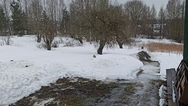 ВлёсноТВ не для того 02.03.26