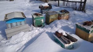 01.03.2026 Обзор зимовки пчел. Сколько семей не перезимовали. Первый облёт.