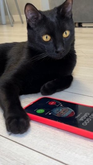 Это настоящий гугу гага? #кот #кошка #котики #животные #ужасы #страшно #гугугага