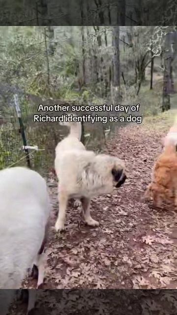 Свой среди чужих этот барашек считает себя собакой