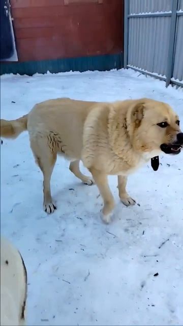 Воспитанный медвежонок САО Витя 🍀ищет дом🏠 ❗Пост в описании 🎥 #собака #алабай #сао #любовь