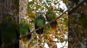 Венесуэльские амазоны (Amazona amazonica) в Колумбии