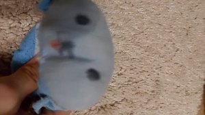 тюленьчик 1