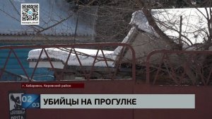 Просто гуляют: владельца алабаев, разорвавших несколько домашних собак, пытаются призвать к ответу