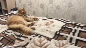 KINO Rus ТЕПЕРЬ НА ЮТУБЕ!!! КОТ МУРЫШ ЗДЕСЬ!