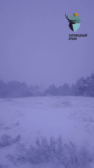 Настоящая зима на плато г.Ай-Петри. Скорость ветра 22/см.