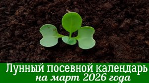 Что посеять в марте? Лунный ПОСЕВНОЙ КАЛЕНДАРЬ НА МАРТ 2026 года.