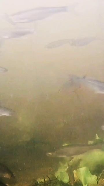 Мелкая рыбы в реке Западная Двина. / Small fish in the Western Dvina River. #shorts