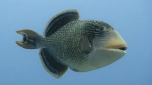 Similan_Islands_23.02-27.02.2026