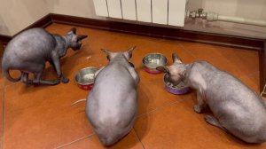 С днем кошек! 😺С первым днем весны! 💐