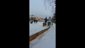 Дрессировка собак