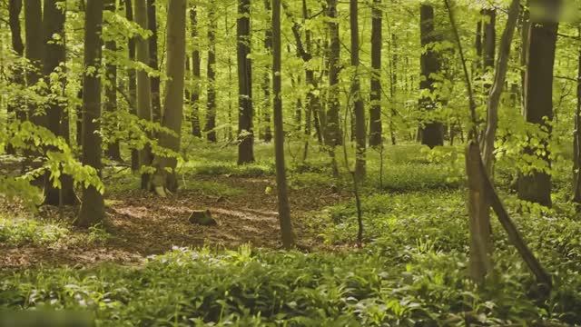 МУЗЫКА ДЛЯ СНЯТИЯ СТРЕССА И ОБРЕТЕНИЯ СПОКОЙСТВИЯ