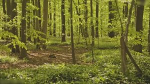 МУЗЫКА ДЛЯ СНЯТИЯ СТРЕССА И ОБРЕТЕНИЯ СПОКОЙСТВИЯ