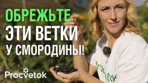 Почему у опытных садоводов ягоды смородины крупнее вишни? Секрет в правильной обрезке!