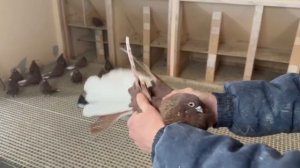 Питомник "Западный" Племенные голуби (продажа) +7 909 667-53-00 Виктор