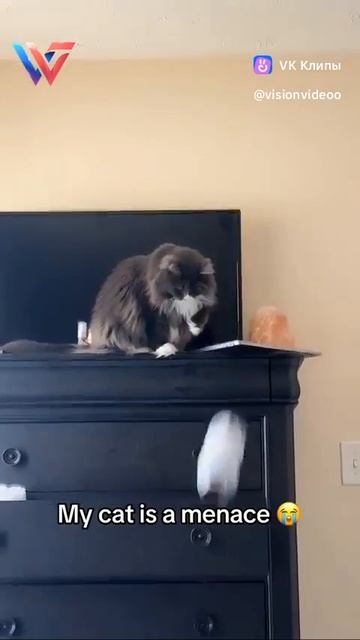 Кот всему голова