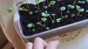 конец зимы 2026г.