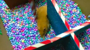 👻🏥 Больница. Хомяк-доктор. Ловушки с призраками в «Истории о хомяке»