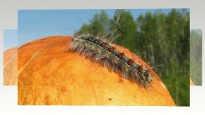 Макросъёмка