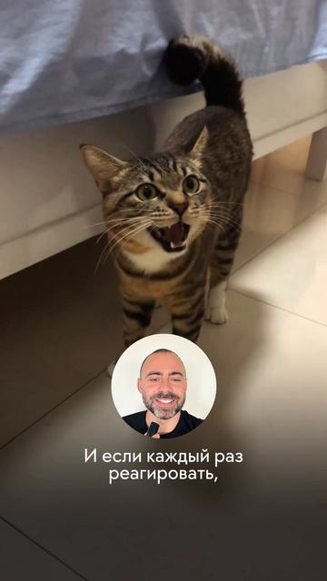 Почему кошка постоянно мяукает на человека