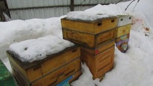 работа на пасеке в марте, проверяю отводки, как берут сироп, если взяли даю еще, 1.03.2026