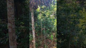 Животные Борнео - Малайский черный медведь!