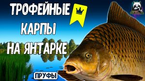 Я просто ловил трофейных карпов на Янтарке #рр4