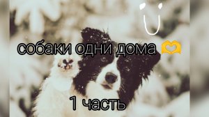 собаки одни дома 🍕🐕