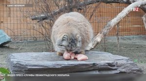 Манул Шу получил лапой по морде, пытаясь завоевать прекрасную Пепе в Ленинградском зоопарке